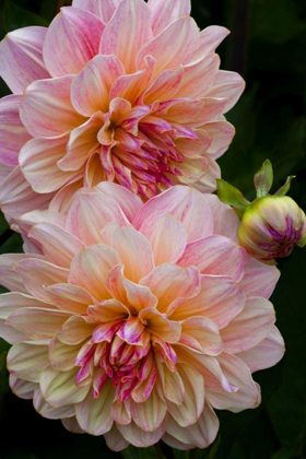 Picture of OREGON, SHORE ACRES SP DAHLIA FLOWERS