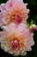 Picture of OREGON, SHORE ACRES SP DAHLIA FLOWERS
