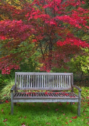 Picture of OR GARDEN BENCH AND JAPANESE MAPLE TREE