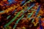 Picture of OR, BANDON ABSTRACT OF PACIFIC SEA KELP