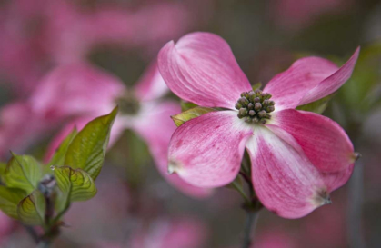 Picture of USA, OREGON PINK DOGWOOD BLOSSOM CLOSE-UP