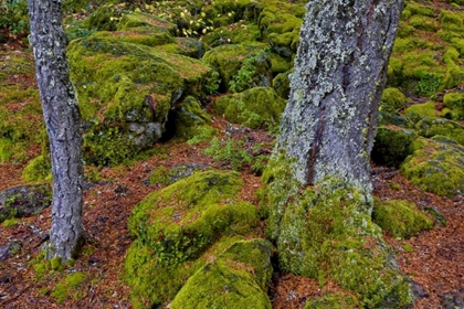 Picture of OREGON, ROGUE RIVER WILDERNESS MOSSY ROCKS