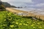 Picture of OR, ECOLA SP COW PARSNIP NEAR INDIAN BEACH