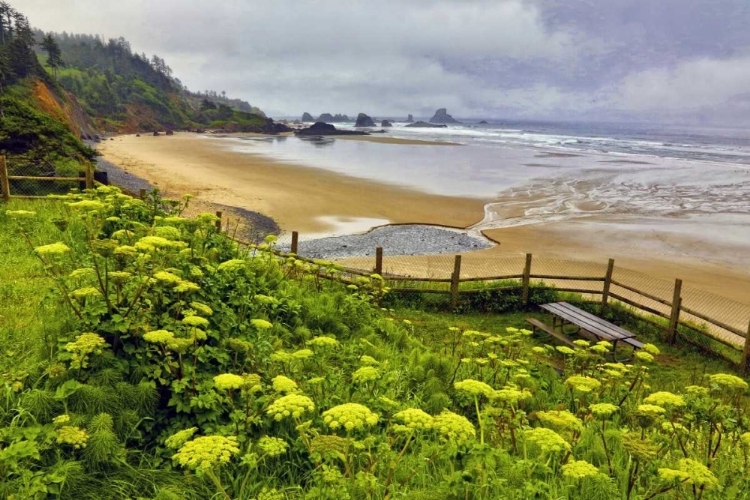 Picture of OR, ECOLA SP COW PARSNIP NEAR INDIAN BEACH