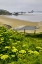 Picture of OR, ECOLA SP COW PARSNIP NEAR INDIAN BEACH