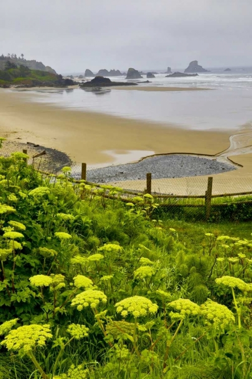 Picture of OR, ECOLA SP COW PARSNIP NEAR INDIAN BEACH