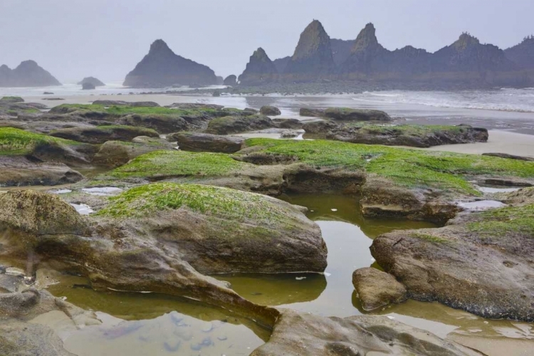 Picture of OREGON, SEAL ROCK SP ROCKY BEACH AT LOW TIDE