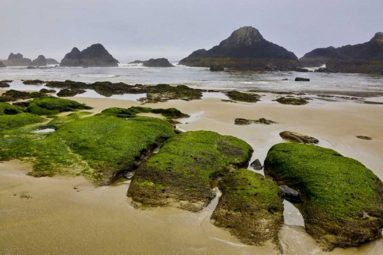 Picture of OREGON, SEAL ROCK SP ROCKY BEACH AT LOW TIDE