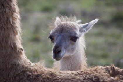 Picture of OREGON CAPTIVE BABY LLAMA AND BACK OF MOTHER