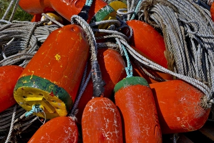 Picture of USA, OREGON, GARIBALDI COLORFUL CRAB POT BUOYS