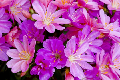 Picture of USA, OREGON COLUMBIAN LEWISIA FLOWERS CLOSE-UP