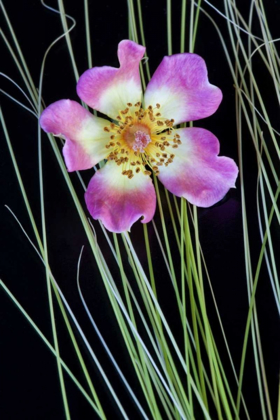 Picture of OREGON CLOSE-UP OF ANEMONE FLOWER WITH GRASSES