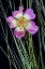 Picture of OREGON CLOSE-UP OF ANEMONE FLOWER WITH GRASSES