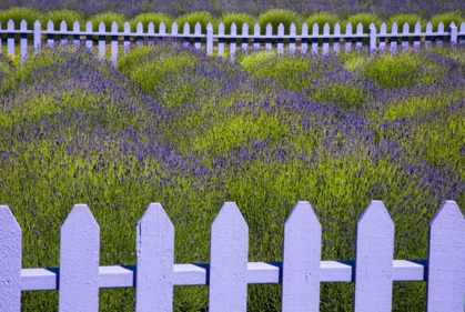 Picture of WA, SEQUIM FIELD OF LAVENDER WITH PICKET FENCE