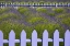 Picture of WA, SEQUIM FIELD OF LAVENDER WITH PICKET FENCE