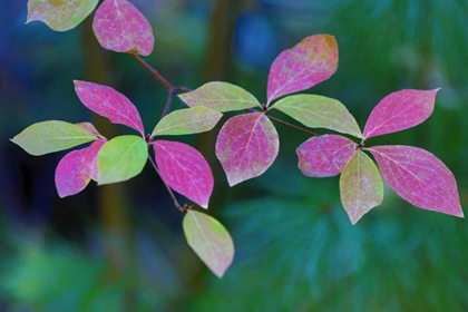 Picture of OR, ROGUE RIVER WILDERNESS WILD DOGWOOD LEAVES