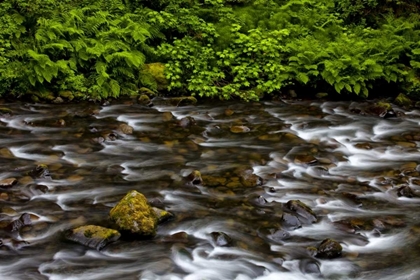 Picture of OR, COLUMBIA GORGE EAGLE CREEK WITH VEGETATION