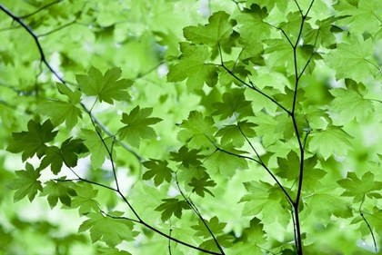 Picture of CA, REDWOODS SPRING CANOPY OF VINE MAPLE LEAVES
