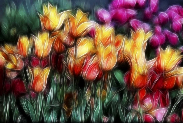 Picture of USA, OREGON ABSTRACT OF DIGITALLY ALTERED TULIPS
