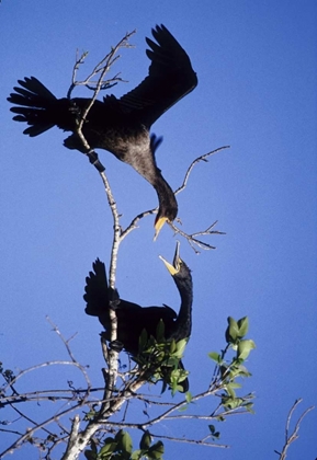 Picture of FL, DOUBLE-CRESTED CORMORANTS INTERACT IN TREE