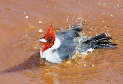 Picture of BRAZIL, PANTANAL RED-CRESTED CARDINAL BATHING
