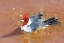 Picture of BRAZIL, PANTANAL RED-CRESTED CARDINAL BATHING