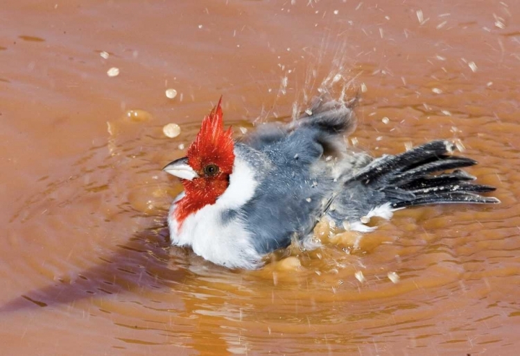 Picture of BRAZIL, PANTANAL RED-CRESTED CARDINAL BATHING