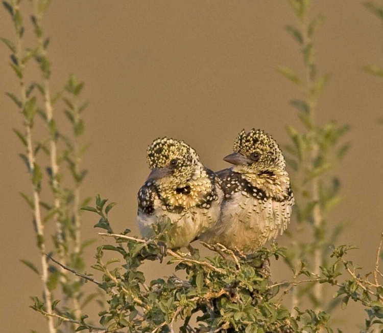 Picture of KENYA RED-YELLOW BARBETS PERCHED ON TREE LIMB