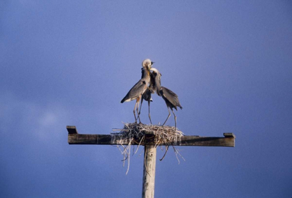 Picture of FL, GREAT BLUE HERONS ON NEST ATOP A STRUCTURE