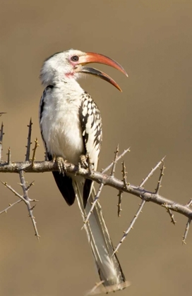 Picture of KENYA RED-BILLED HORNBILL BIRD ON THORNY TREE