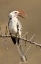 Picture of KENYA RED-BILLED HORNBILL BIRD ON THORNY TREE