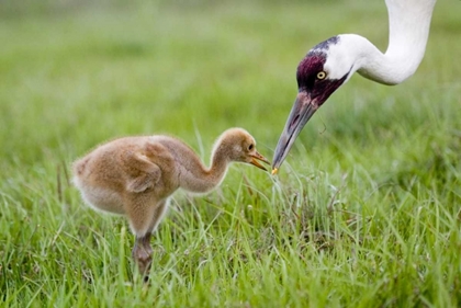 Picture of FL, LAKE KISSIMMEE WHOOPING CRANE FEEDS CHICK