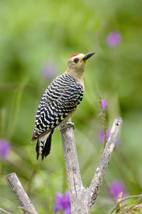 Picture of PANAMA RED-CROWNED WOODPECKER ON BRANCH STUMP