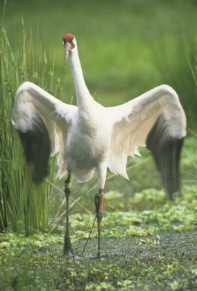 Picture of FL WHOOPING CRANE WITH TRACKING DEVICE ON LEG