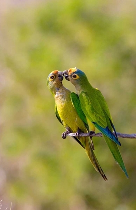 Picture of BRAZIL, PANTANAL PEACH-FRONTED PARAKEETS PAIR