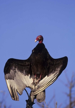 Picture of FL, EVERGLADES NP TURKEY VULTURE ON DEAD TREE