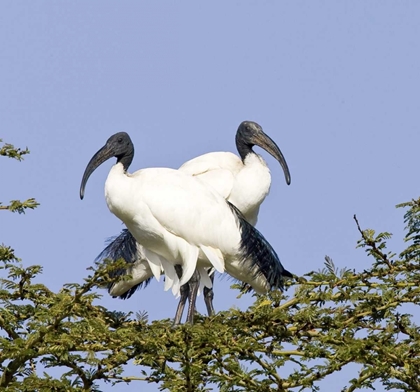 Picture of KENYA PAIR OF SACRED IBIS BIRDS STAND ON LIMBS