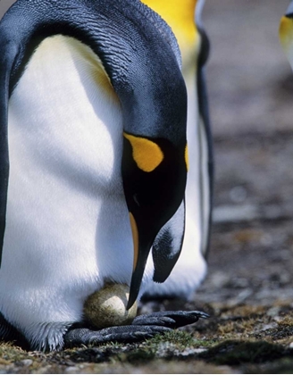 Picture of FALKLAND ISLANDS KING PENGUIN TENDS SINGLE EGG