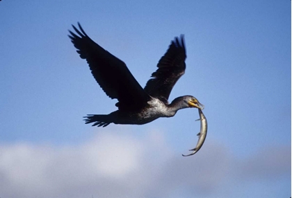 Picture of USA, FLORIDA CORMORANT IN FLIGHT CARRYING FISH