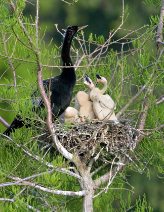 Picture of USA, FLORIDA ANHINGA PARENT AND CHICKS IN NEST