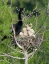 Picture of USA, FLORIDA ANHINGA PARENT AND CHICKS IN NEST