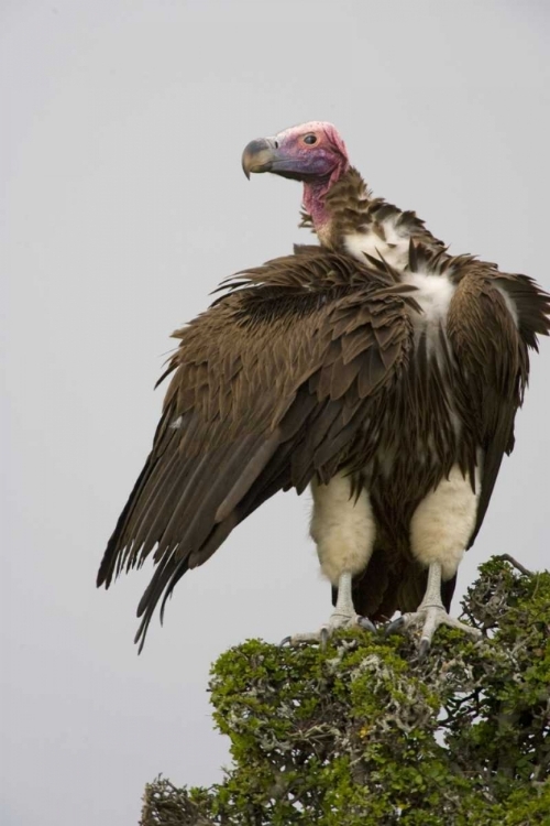 Picture of KENYA LAPPET-FACED VULTURE STANDING ON TREETOP