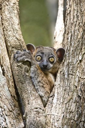 Picture of MADAGASCAR WHITE-FOOTED SPORTIVE LEMUR IN TREE