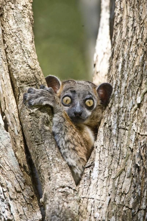 Picture of MADAGASCAR WHITE-FOOTED SPORTIVE LEMUR IN TREE
