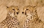 Picture of KENYA, MASAI MARA PORTRAIT OF CHEETAH BROTHERS