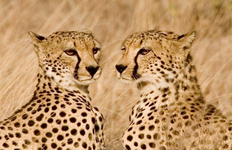 Picture of KENYA, MASAI MARA PORTRAIT OF CHEETAH BROTHERS