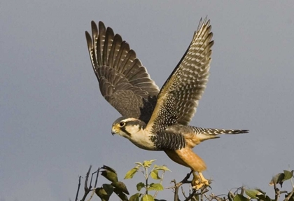 Picture of BRAZIL, PANTANAL AMERICAN KESTREL TAKES FLIGHT