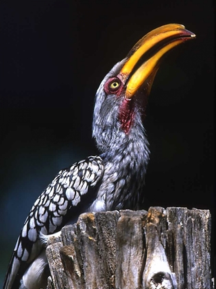 Picture of SOUTH KRUGER NP YELLOW-BILLED HORNBILL ON TREE