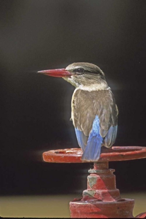 Picture of KENYA BROWN-HEADED KINGFISHER ON A VALVE WHEEL