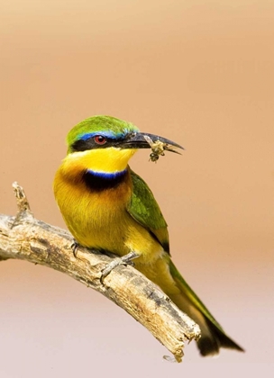 Picture of KENYA LITTLE BEE-EATER BIRD ON LIMB WITH A BEE